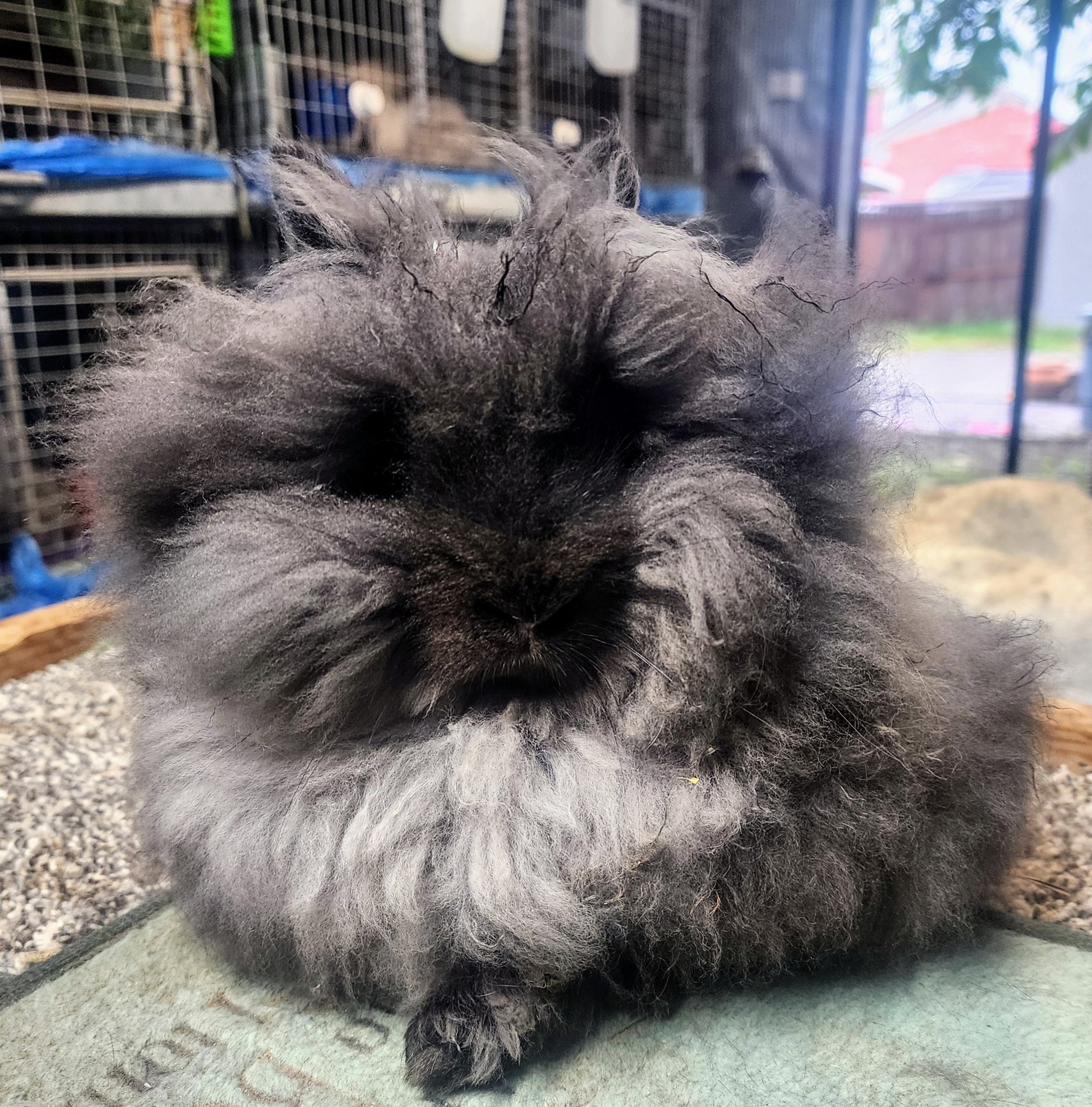 Mane Attraction Lionhead Rabbits