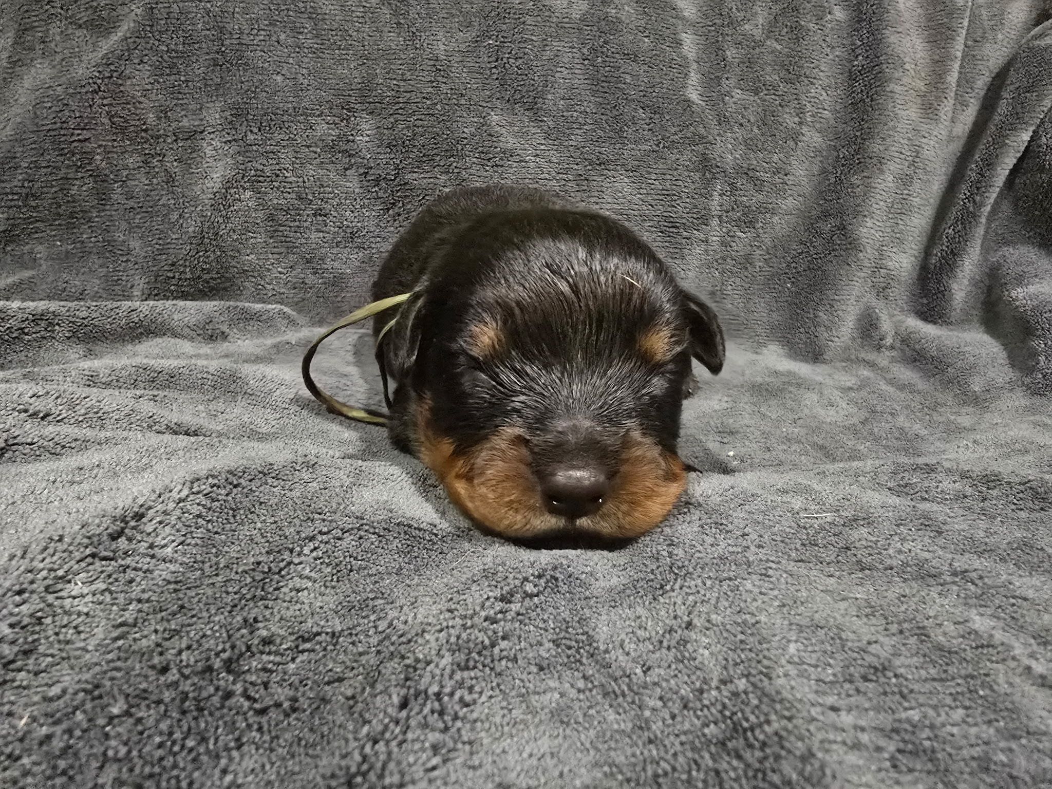 Rusk Rottweilers | Oakland OR