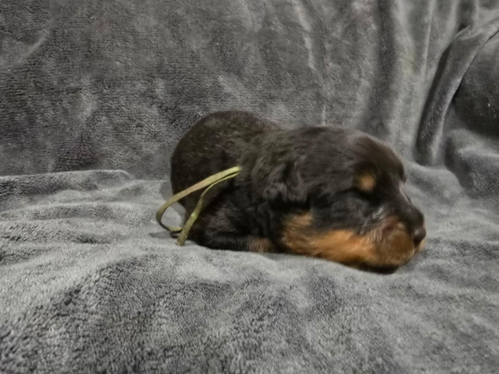 Rusk Rottweilers | Oakland OR