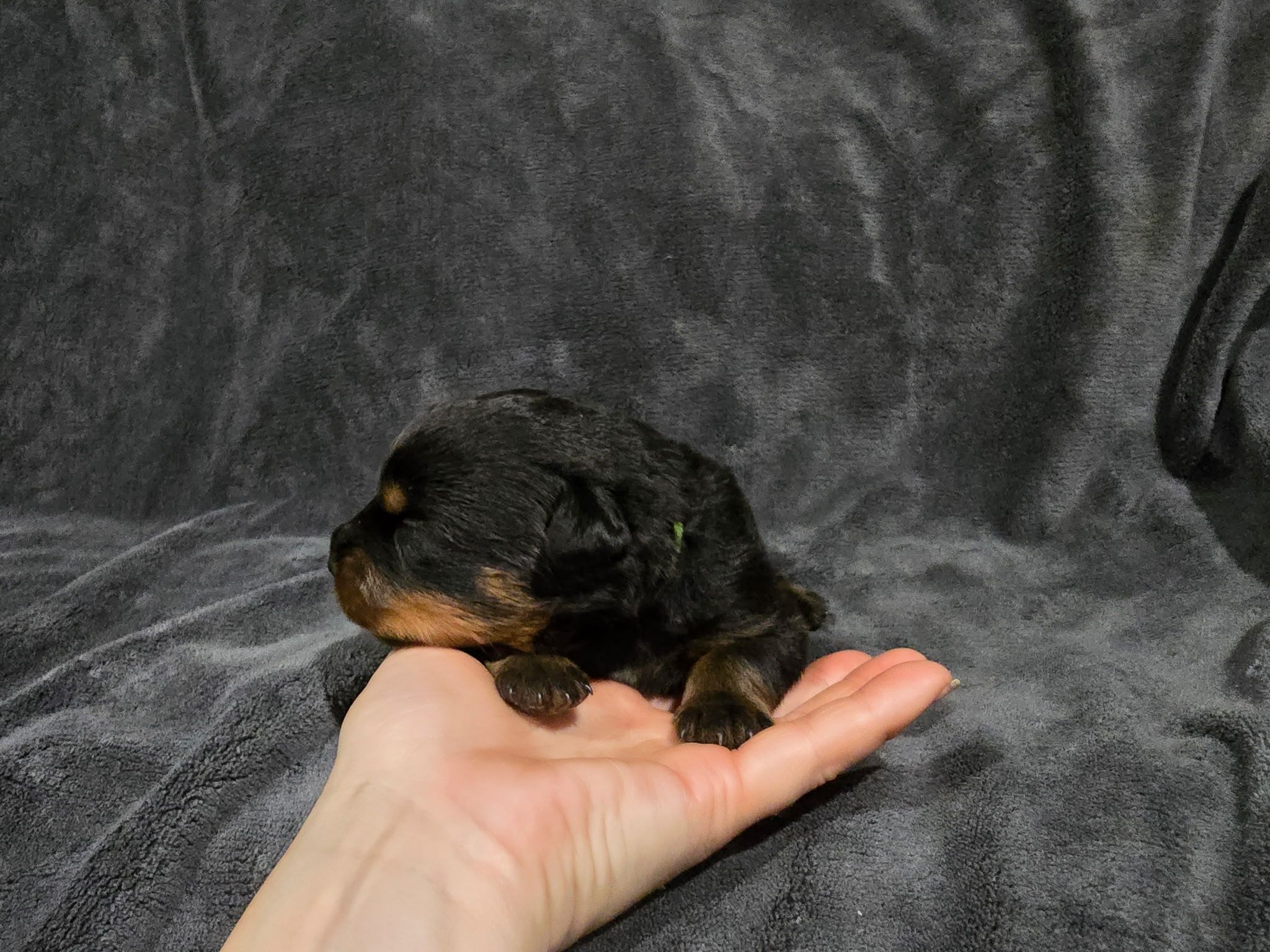 Rusk Rottweilers | Oakland OR