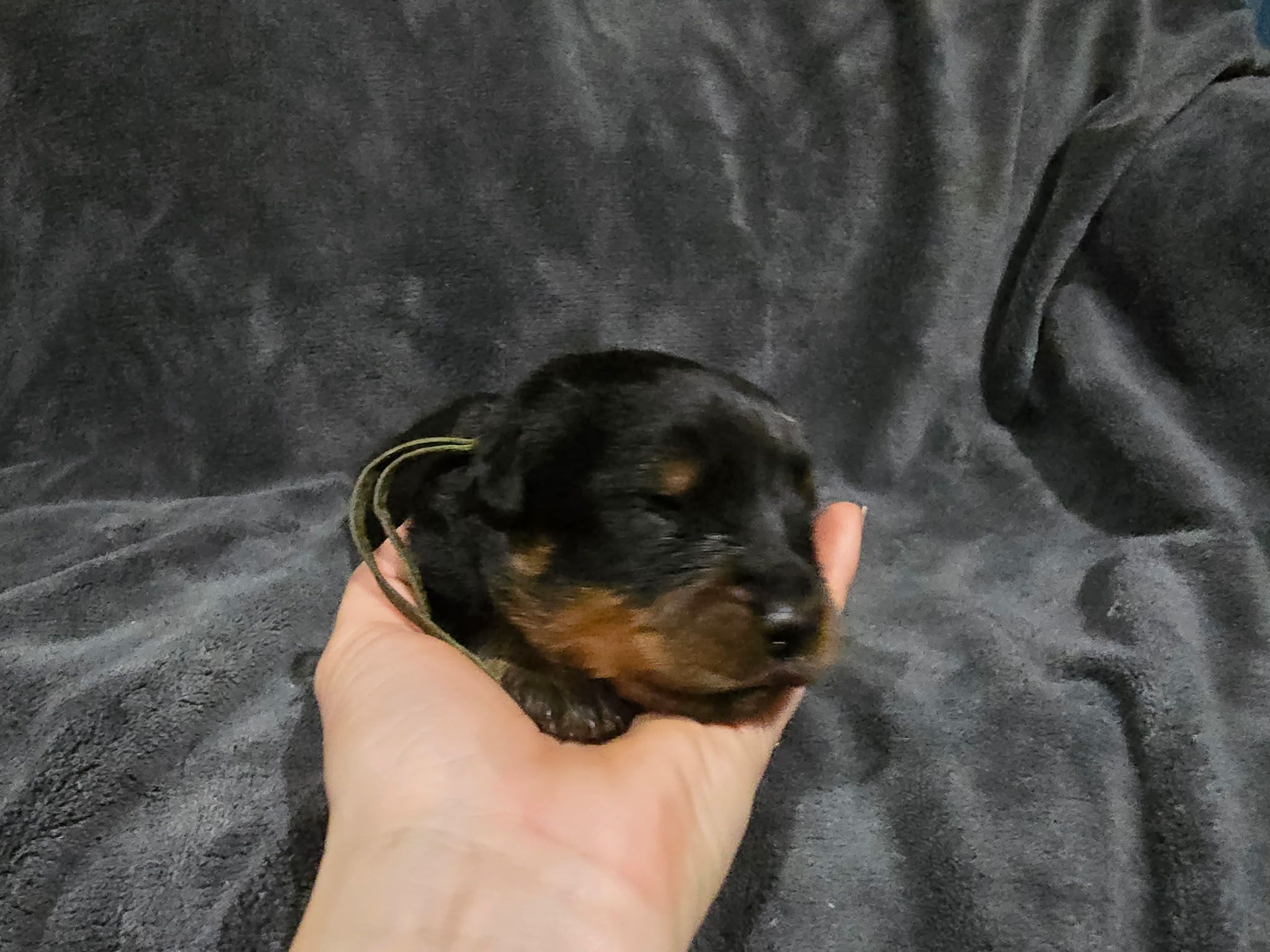 Rusk Rottweilers | Oakland OR