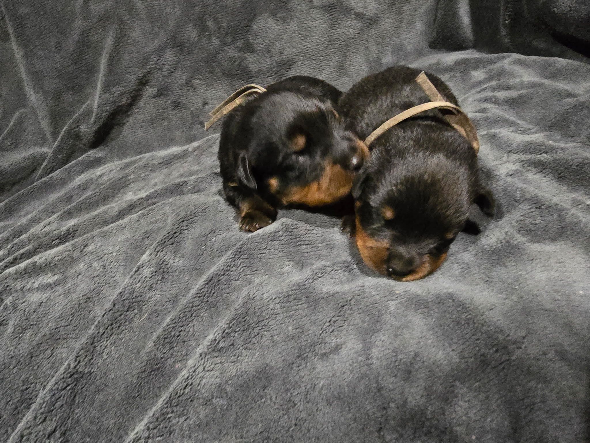 Rusk Rottweilers | Oakland OR