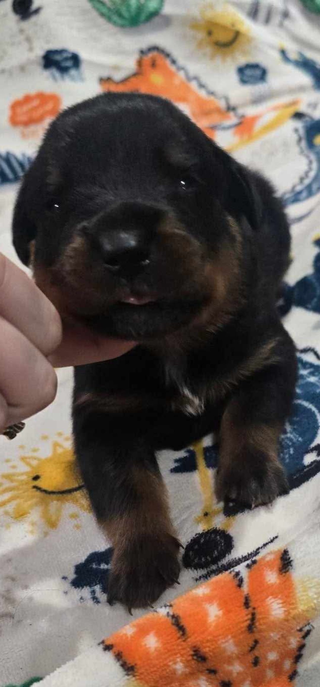 Rusk Rottweilers | Oakland OR