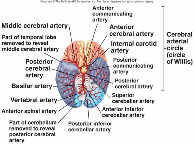 Clinical Anatomy & Operative Surgery - Circle of Willis The circle of ...