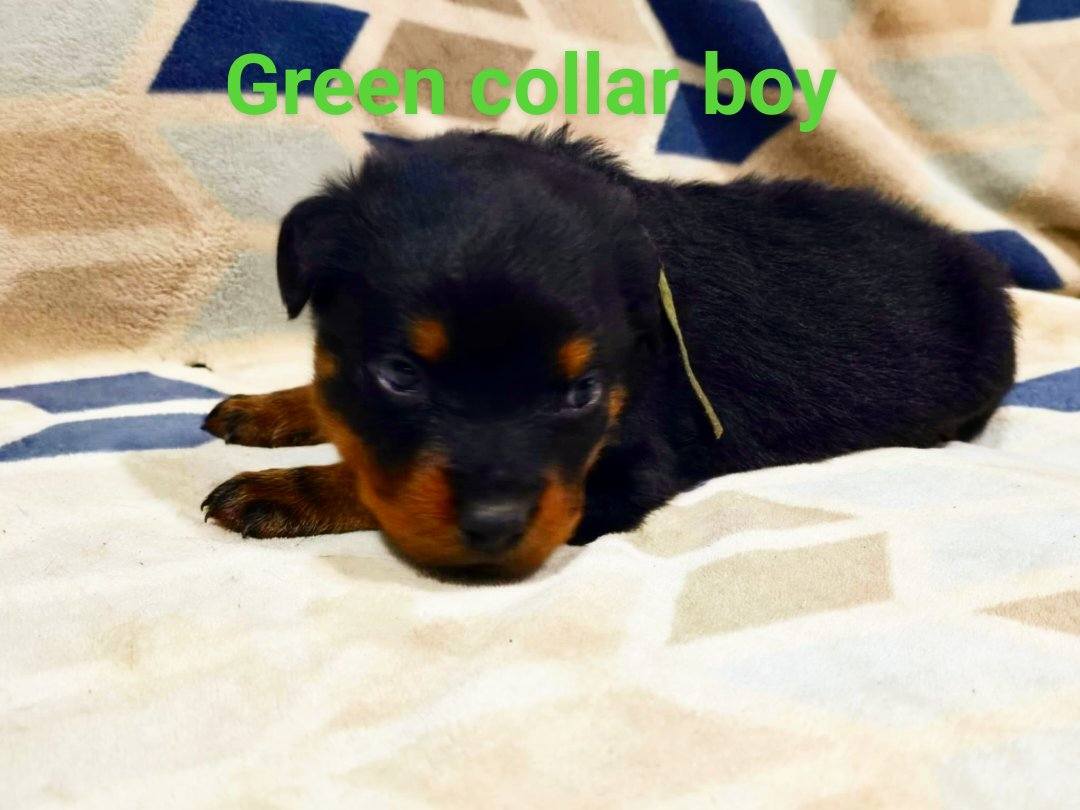 Rusk Rottweilers | Oakland OR