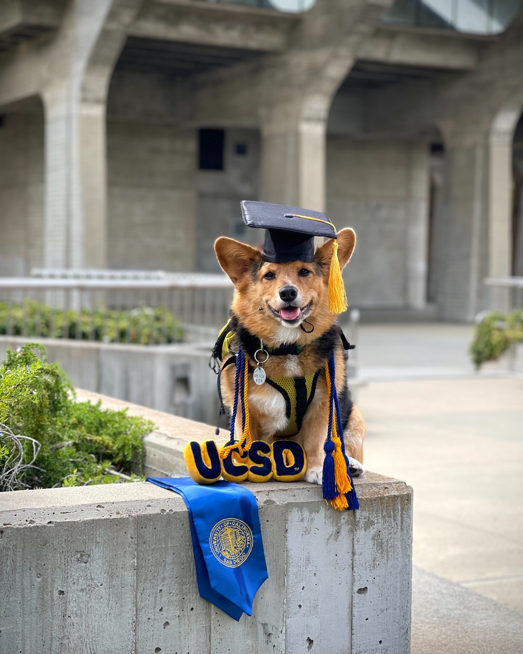 UC San Diego | San Diego CA
