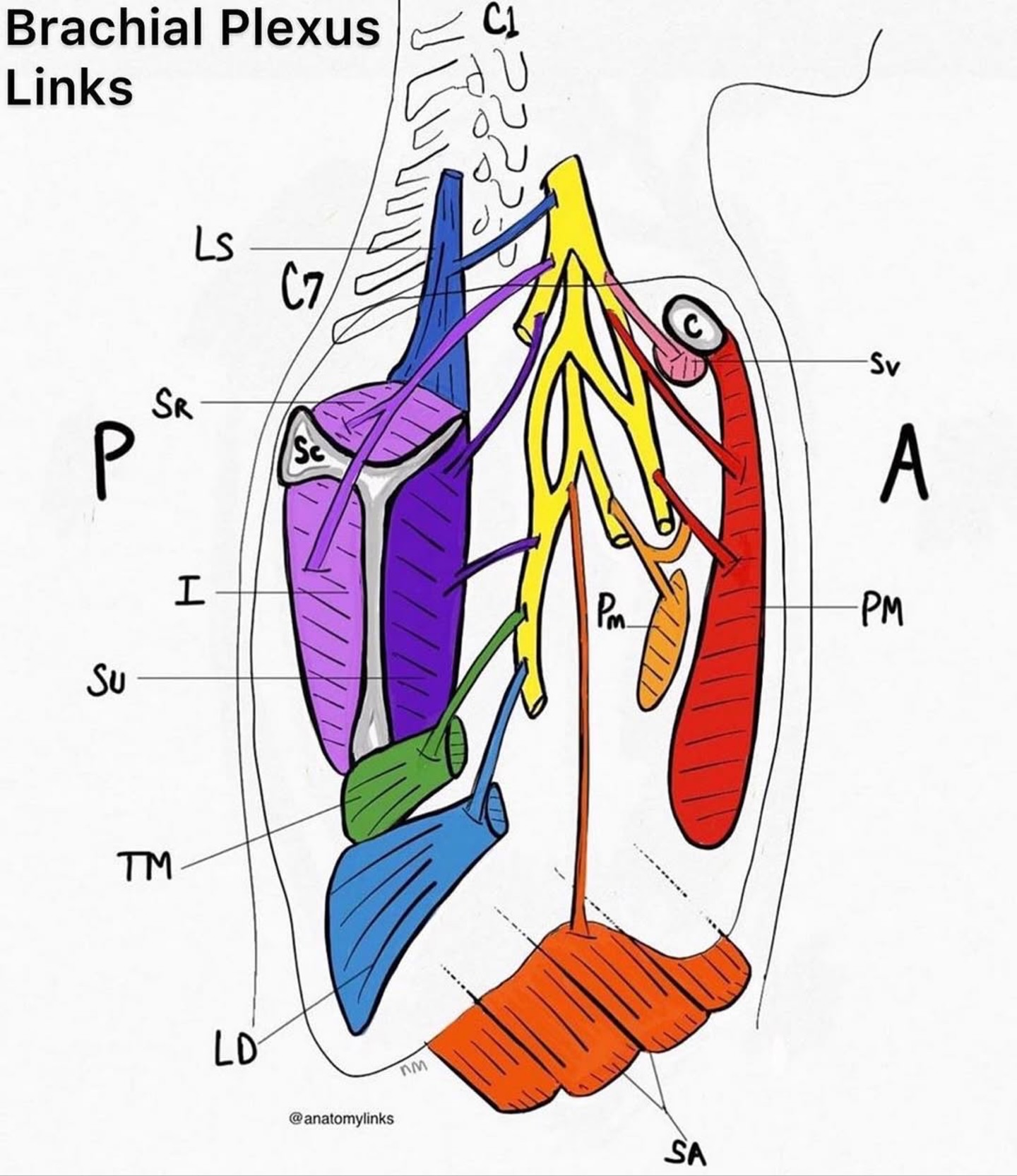 PhysioOsteoBook - PhysioOsteoBook added a new photo.