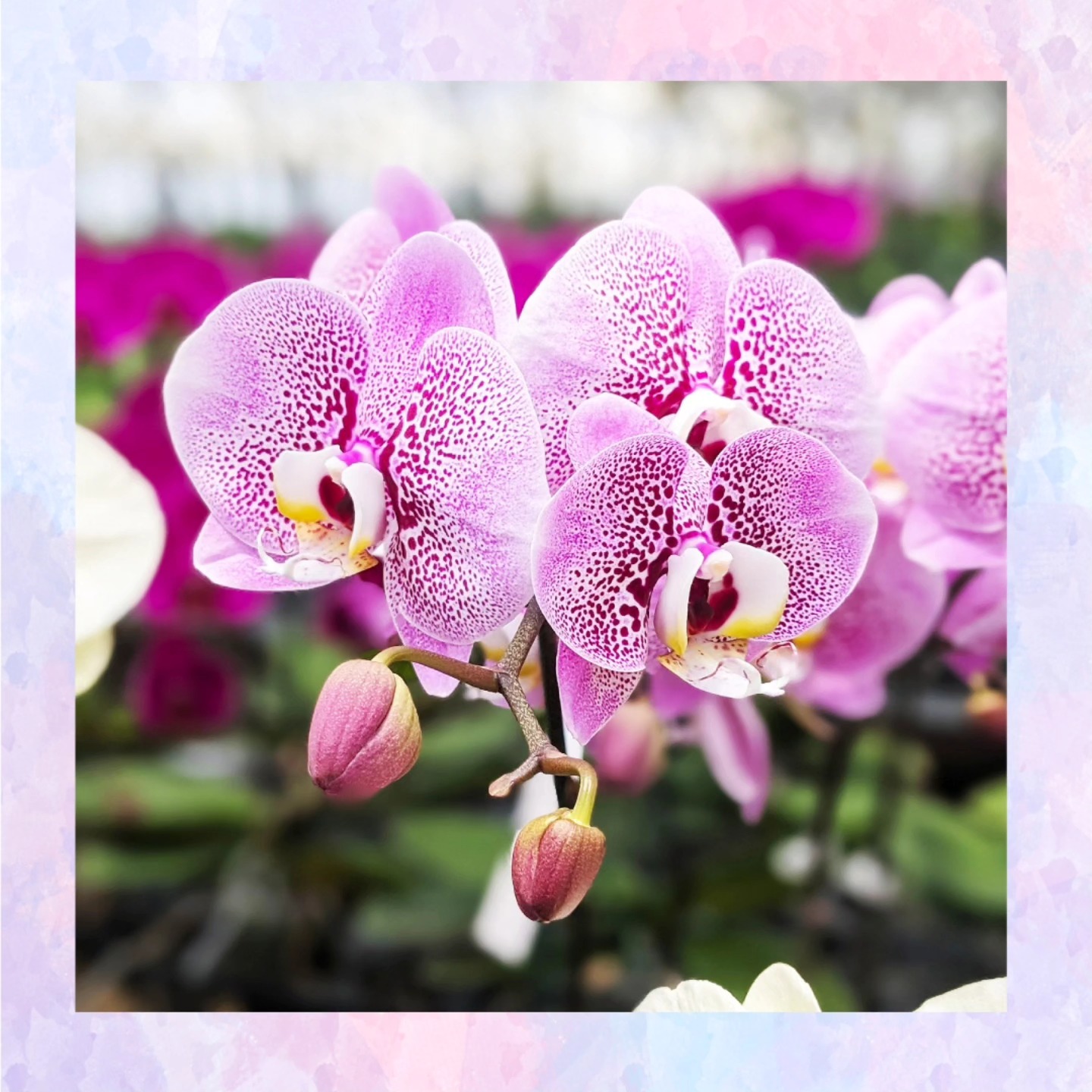 Osawa Orchid - Osawa Orchid added a new photo — at (有)大澤洋蘭園