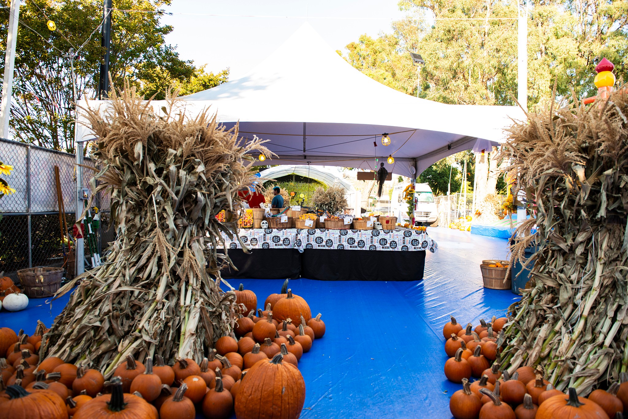 ABC Tree Farms & Pick of the Patch Pumpkins San Lorenzo | San Lorenzo CA