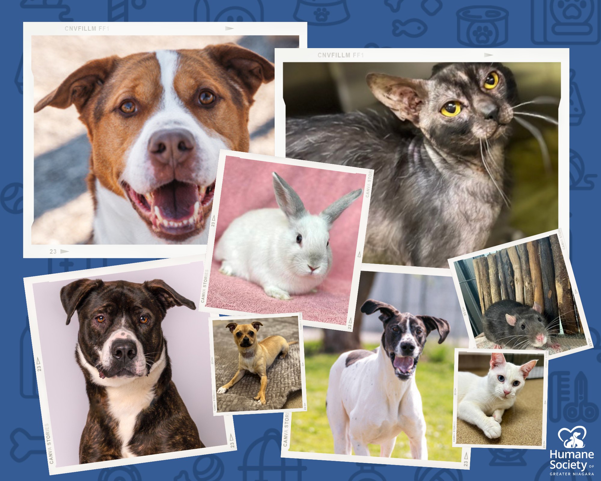 Humane - A big congratulations to the 60 animals who found their new ...