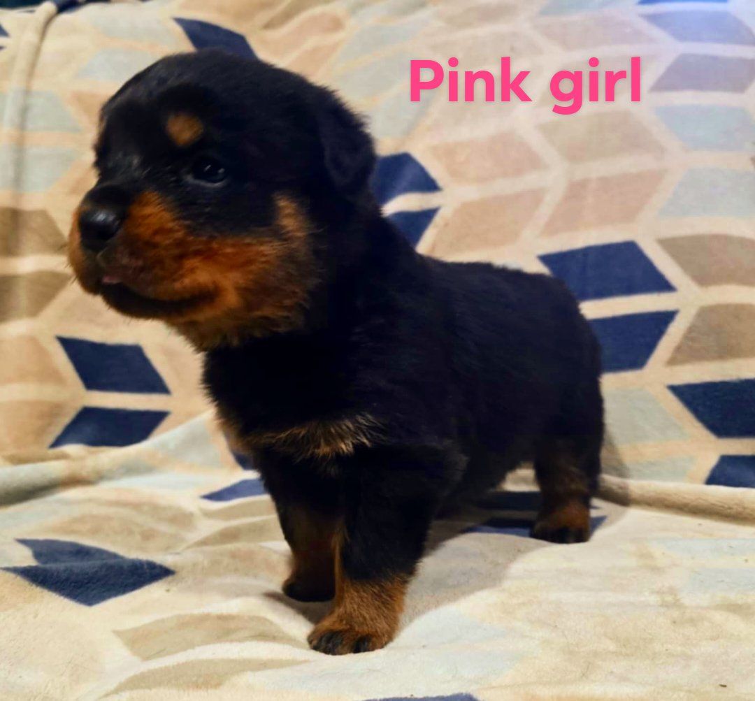 Rusk Rottweilers | Oakland OR