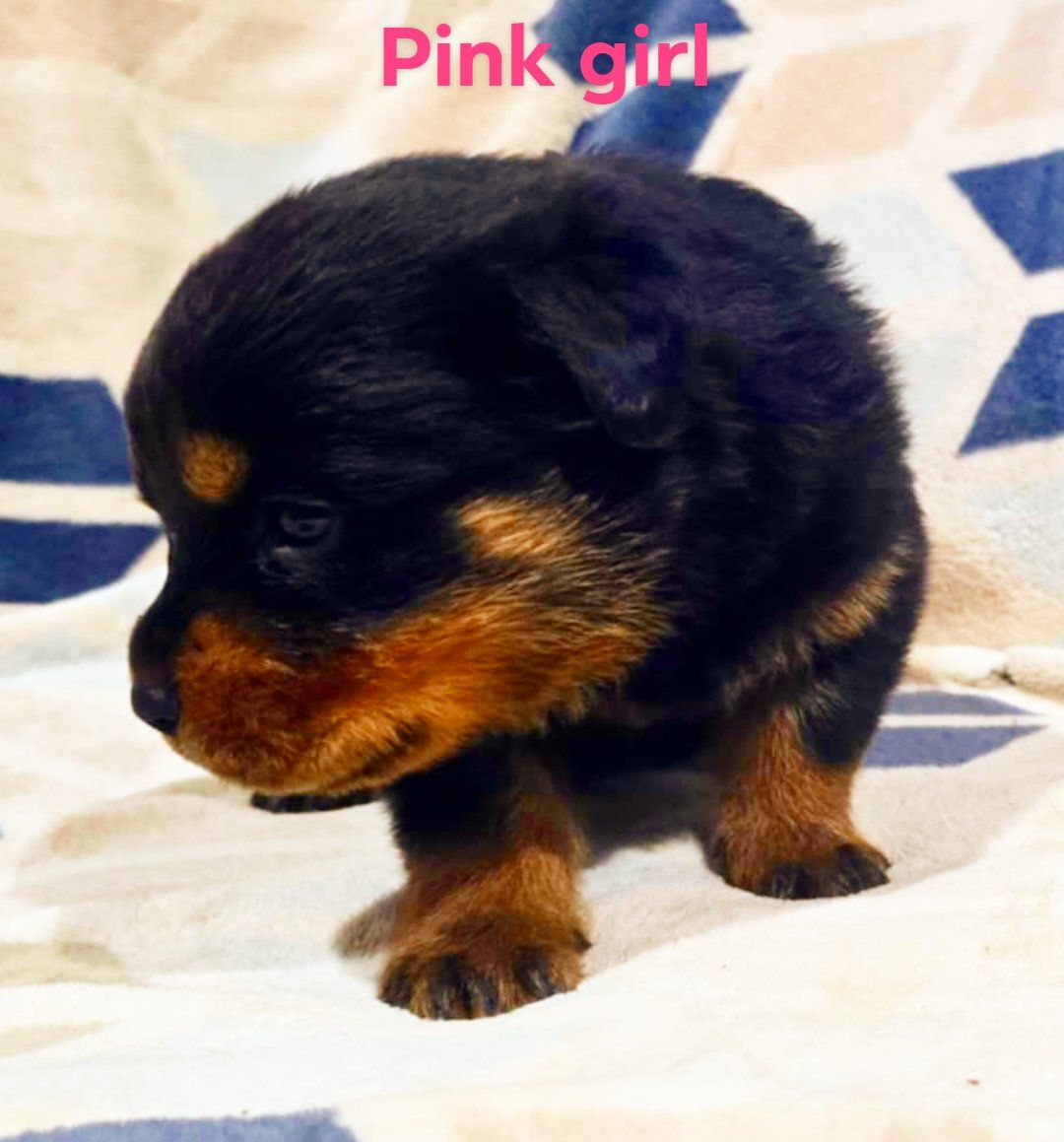 Rusk Rottweilers | Oakland OR