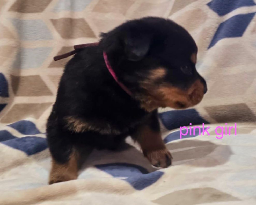 Rusk Rottweilers | Oakland OR