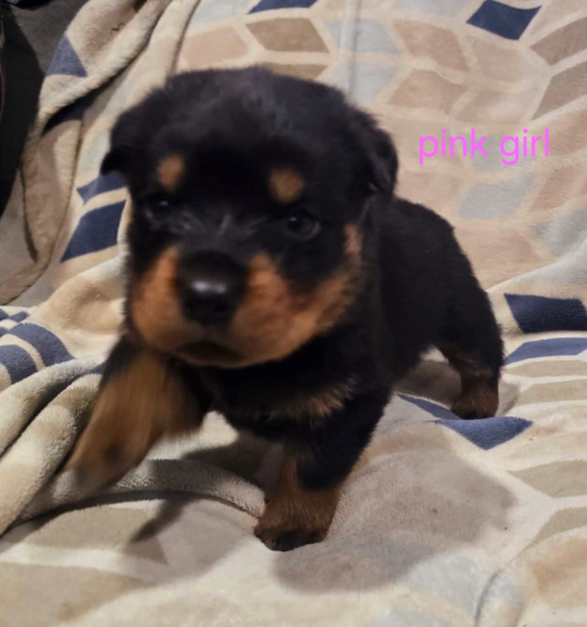Rusk Rottweilers | Oakland OR
