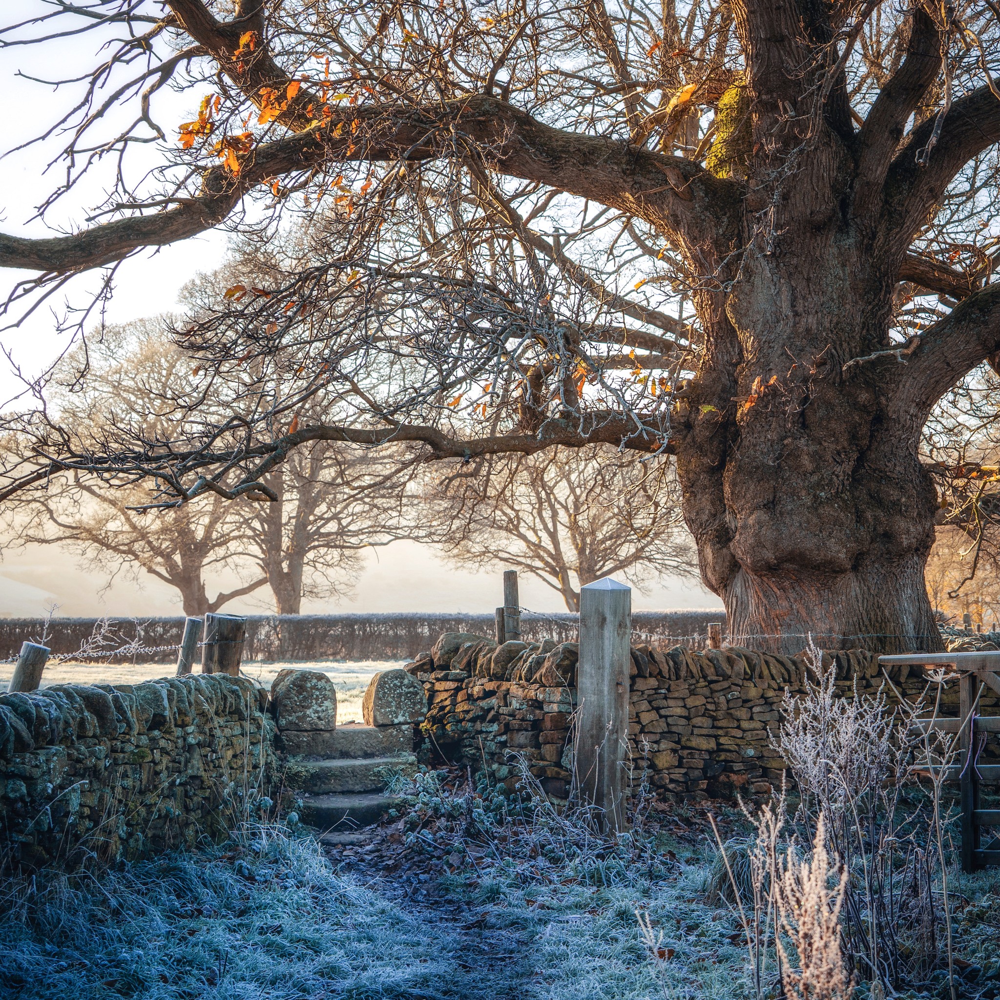 Peaklass - I visit with this wonderful tree often, to admire her in all ...