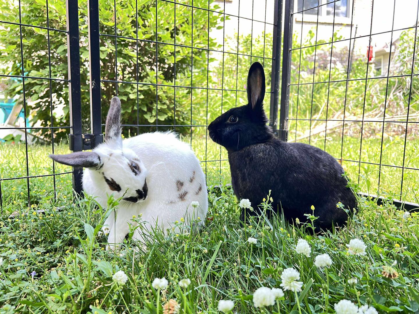 🌟 Bunny of the Week:... - Rabbit Angels Rabbit Rescue | Facebook