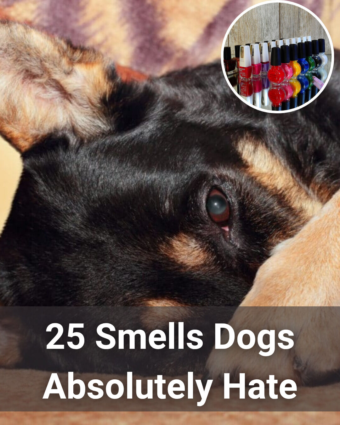 Inside Of A Dog - What Dogs See, Smell, and Know - Fully Revised and Updated