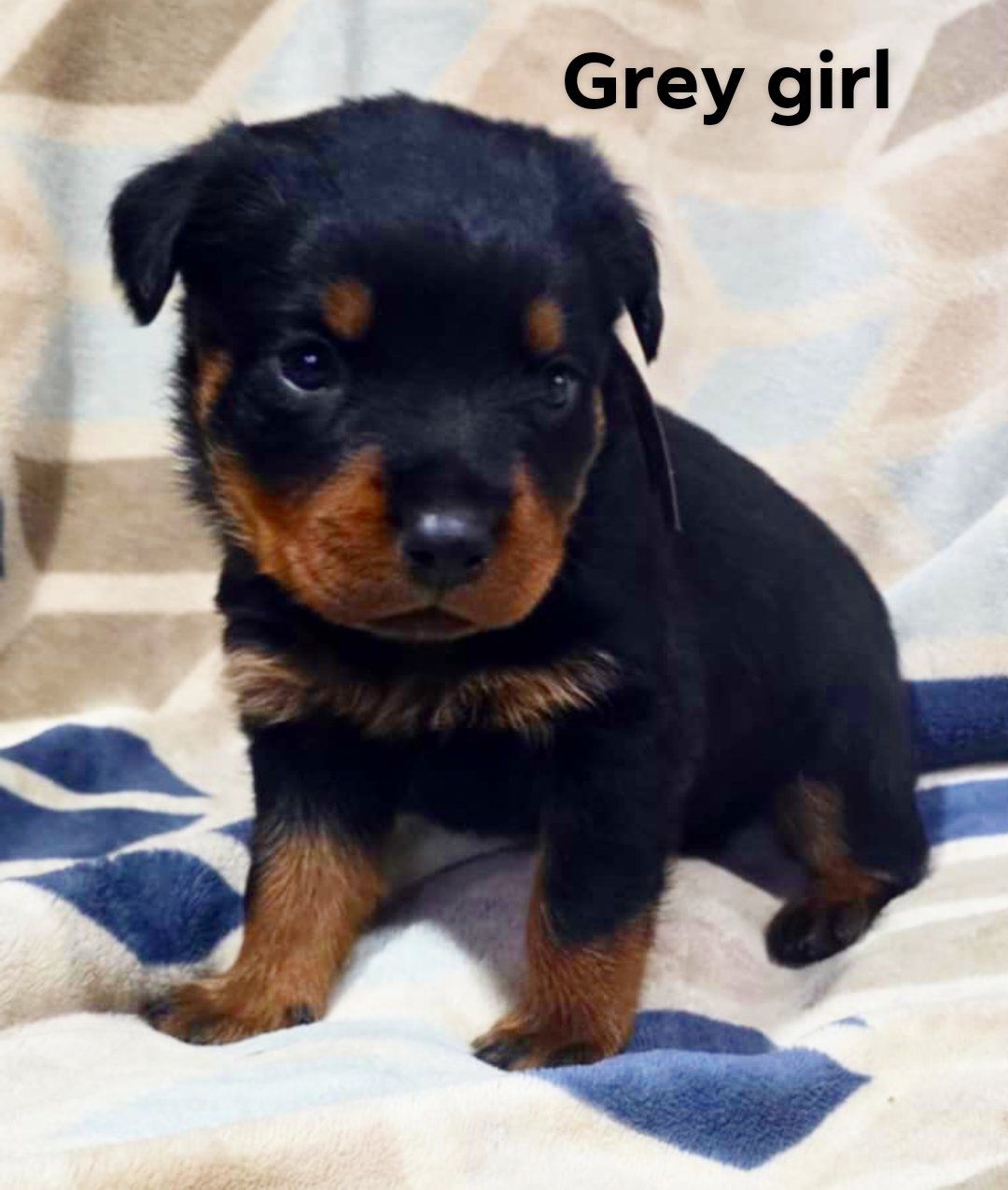 Rusk Rottweilers | Oakland OR