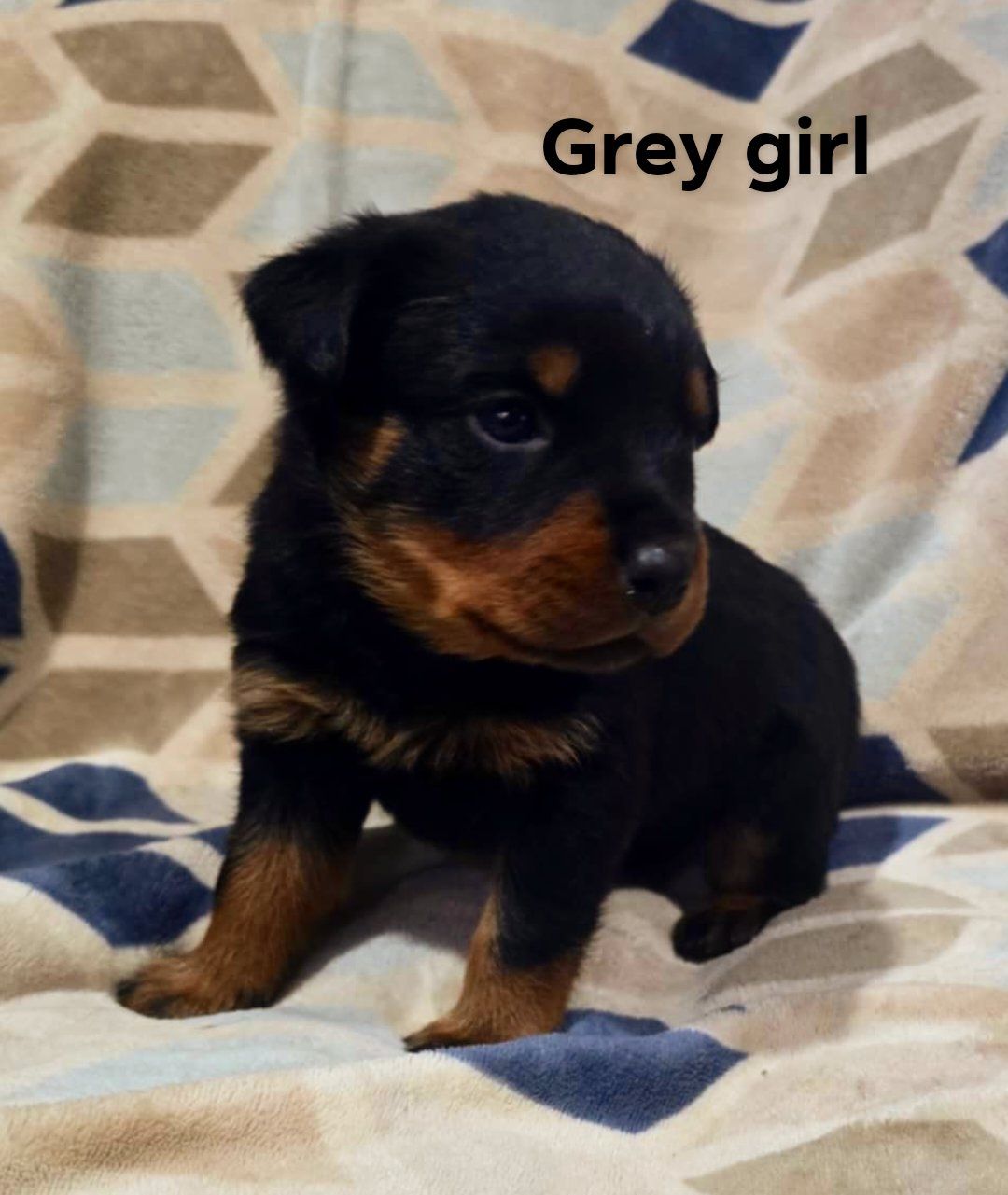 Rusk Rottweilers | Oakland OR