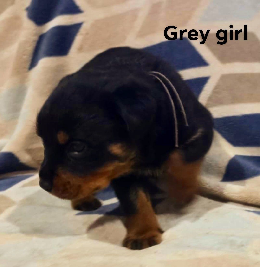 Rusk Rottweilers | Oakland OR