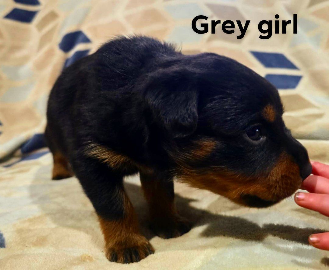 Rusk Rottweilers | Oakland OR