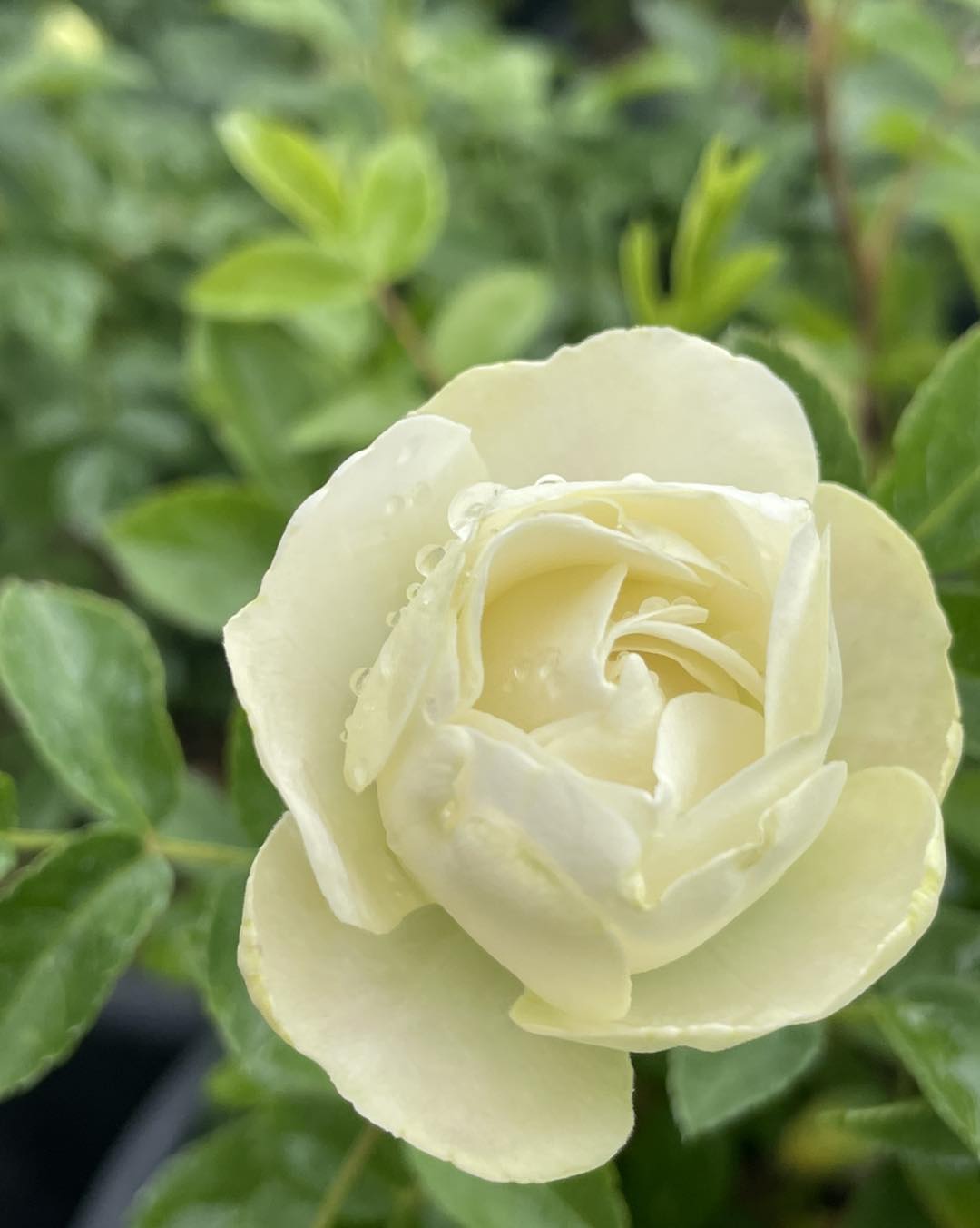 This polyantha rose (Rosa 'The Fairy') is laden with late summer
