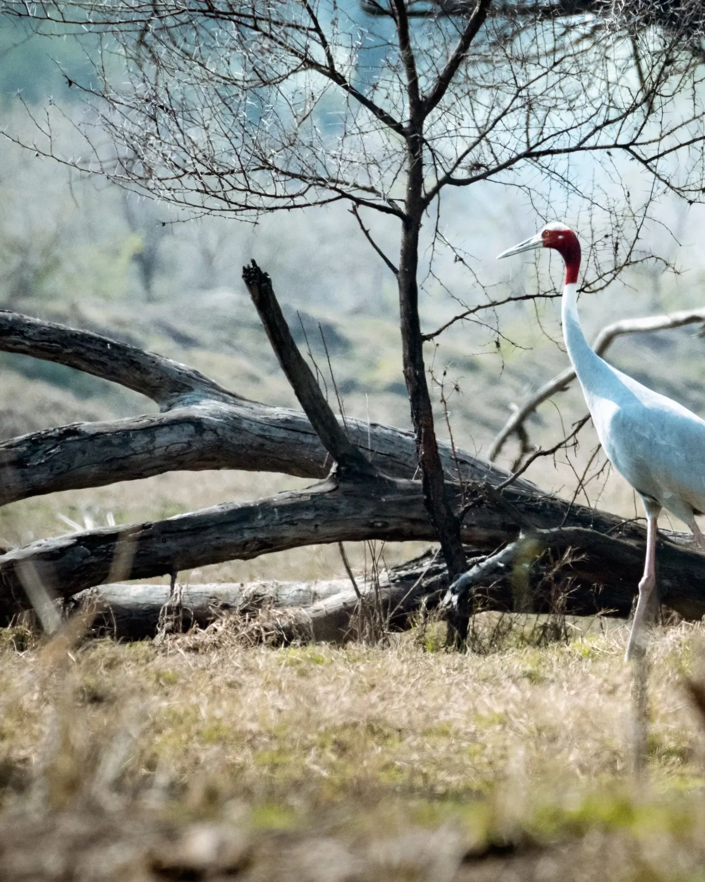 Prajwal Rai - Sarus Crane: The Sarus crane is the tallest...
