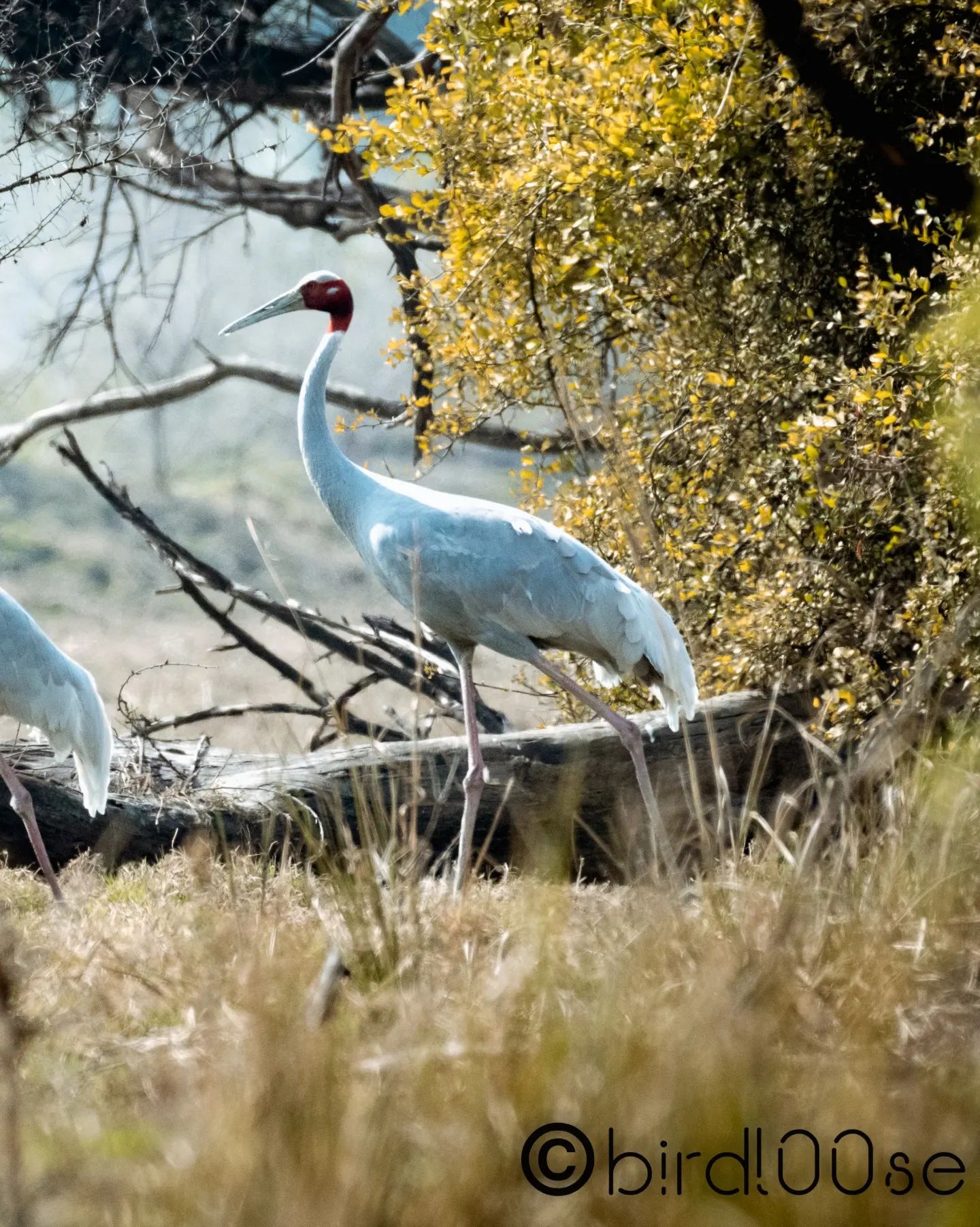 Prajwal Rai - Sarus Crane: The Sarus crane is the tallest...