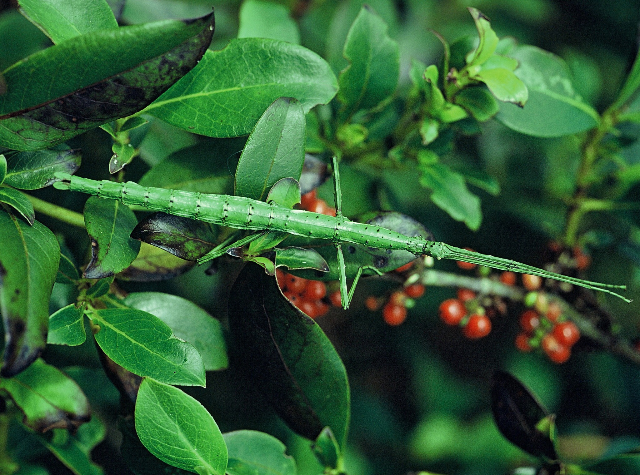 Department - New Zealand stick insect: https://bit.ly/4oifyhB Photo ...