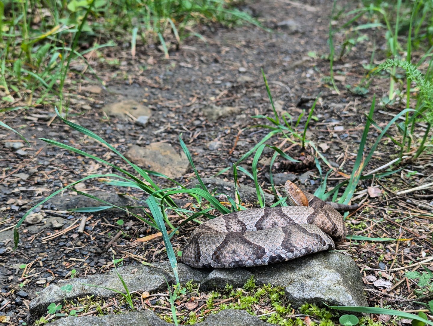 Mountain - It’s #snakeseason! As temperatures rise, snakes become more ...
