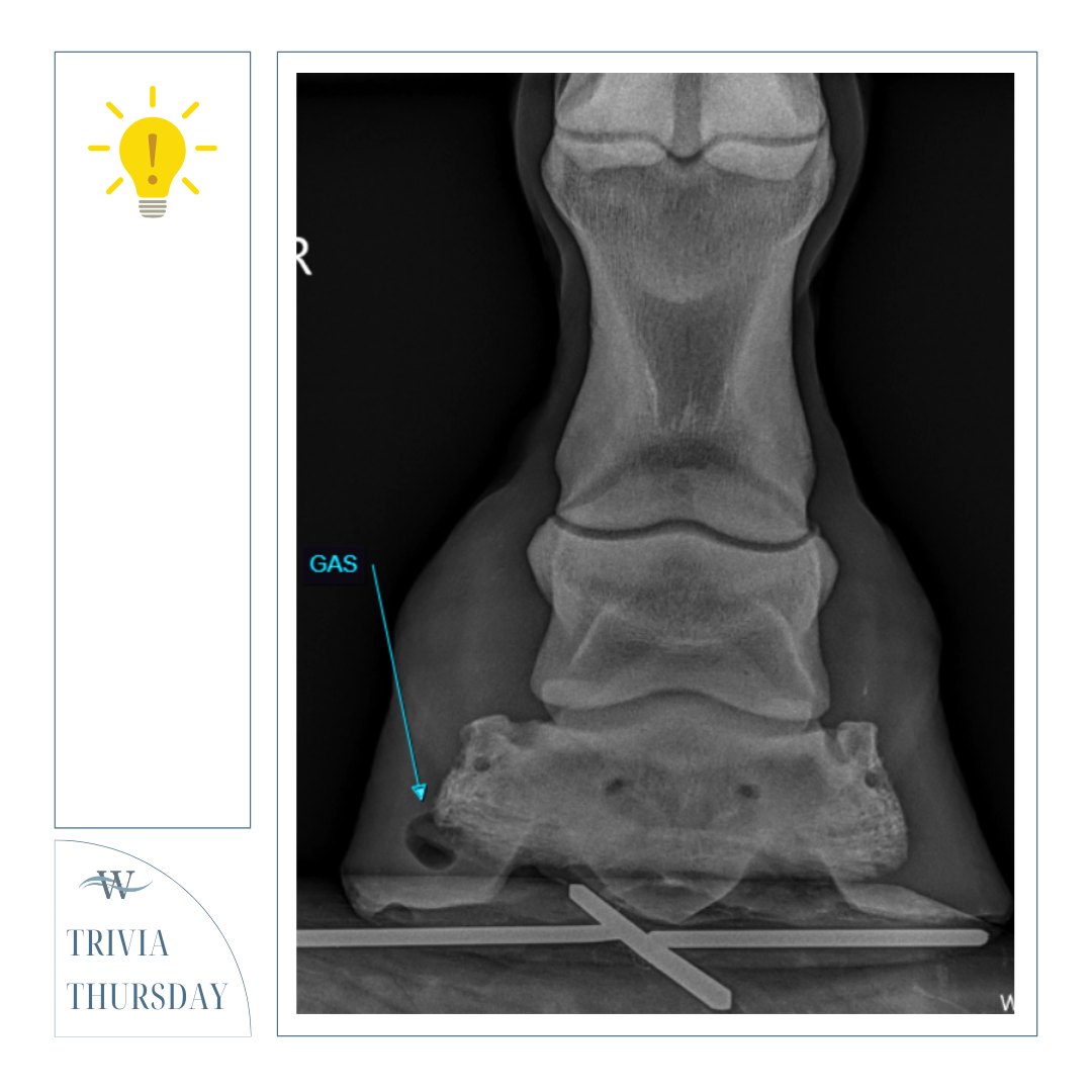 Woodside - 🐴🧠 Trivia Thursday Answer! 🧠🐴 If you guessed a hoof abscess ...