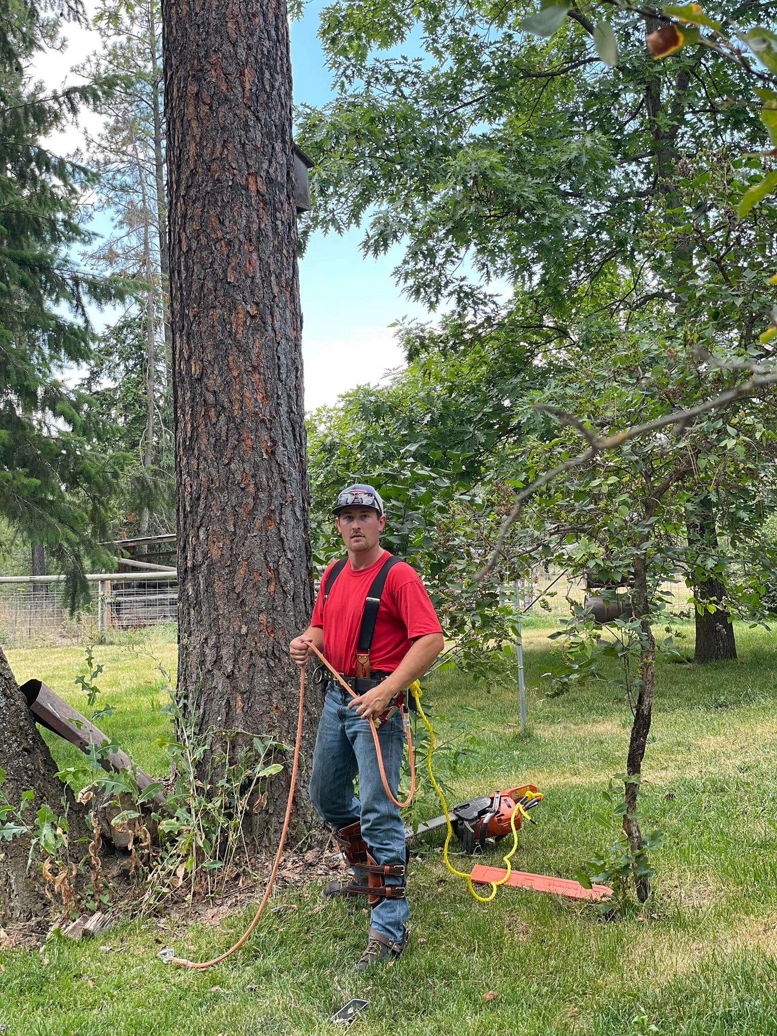 Timberfield Timber... - Timberfield Timber Specialists