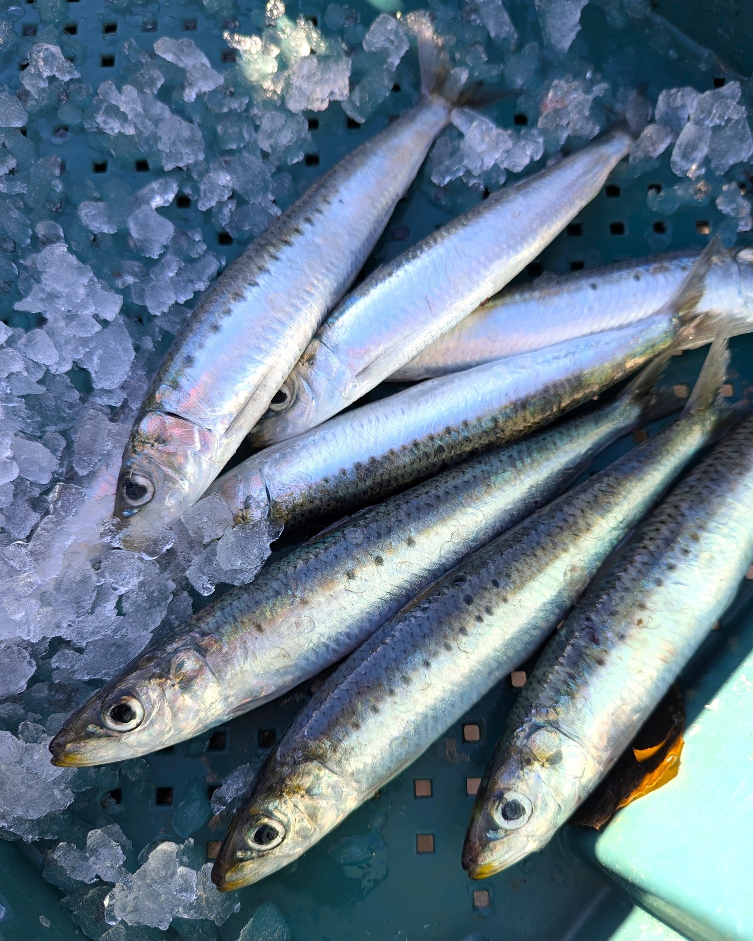 Fisheries - We recently sent a box of fresh Tasmanian sardines to ...