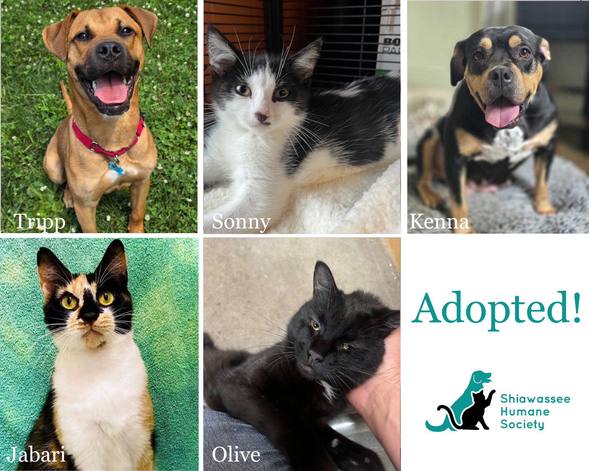 Congratulations to this... - Shiawassee Humane Society | Facebook