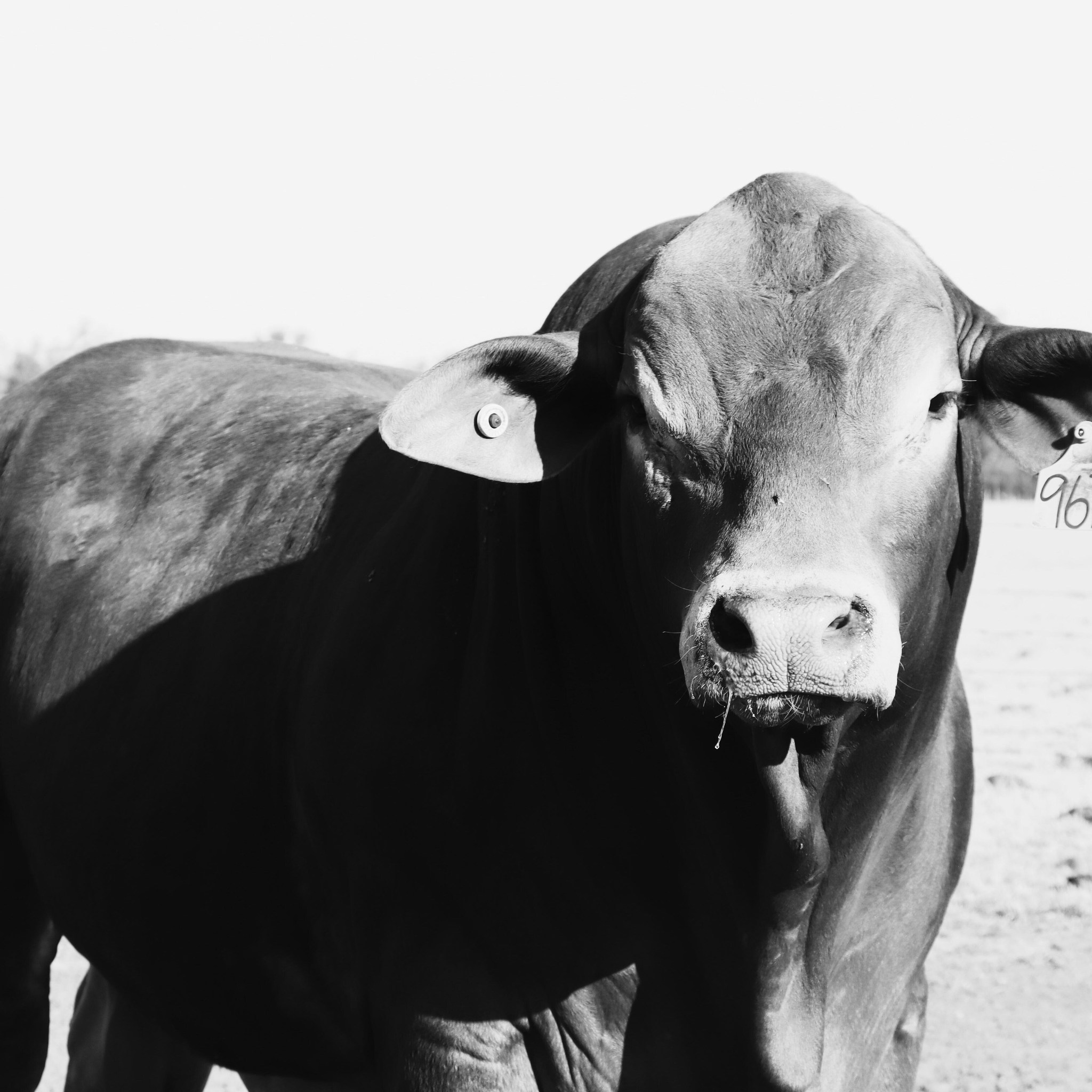 Rumble, Lot 67. Roma Droughtmaster Bull Sale A bull with presence and ...