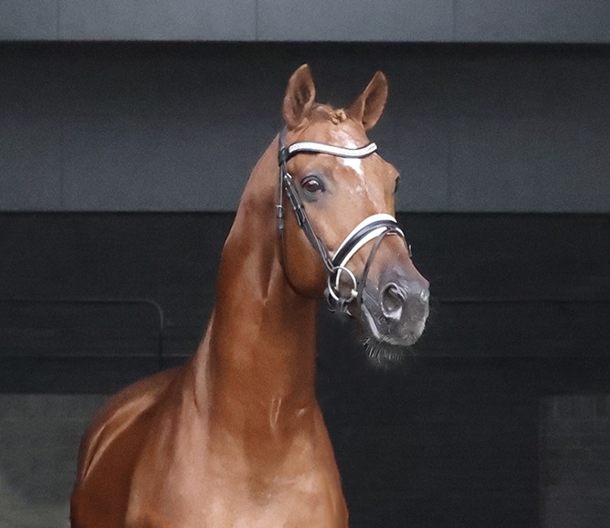 Zauberdeyk wins Intermediare 2 with over 70%🏆 Last weekend our