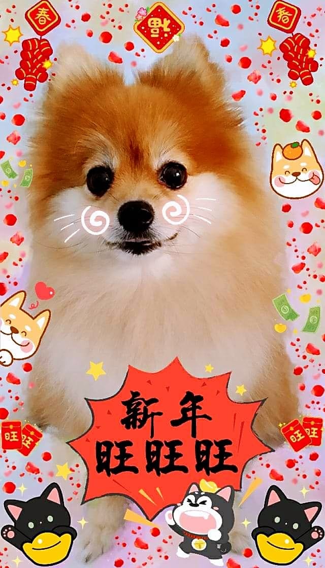 球球の成长日记 Mr Qiu Qiu Diary 球球 今天大年正月十二 牛年鸿运到 好运跟你走 愿你财富有赚头 好运刚开头烦恼已到头 事业走上头