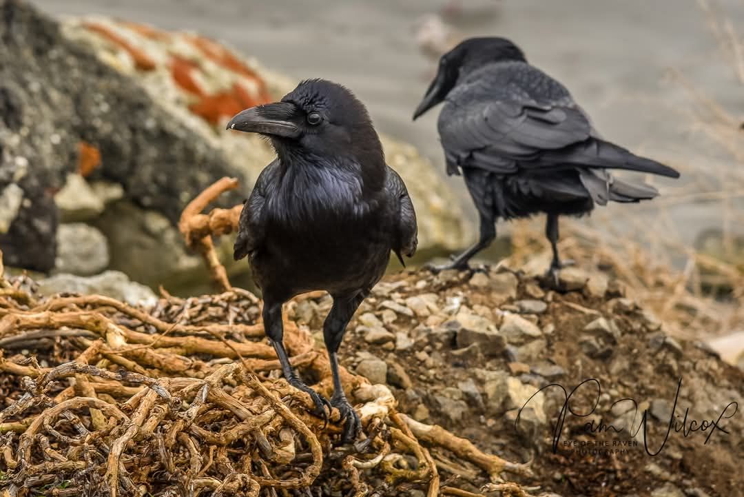 Eye of the Raven Photography