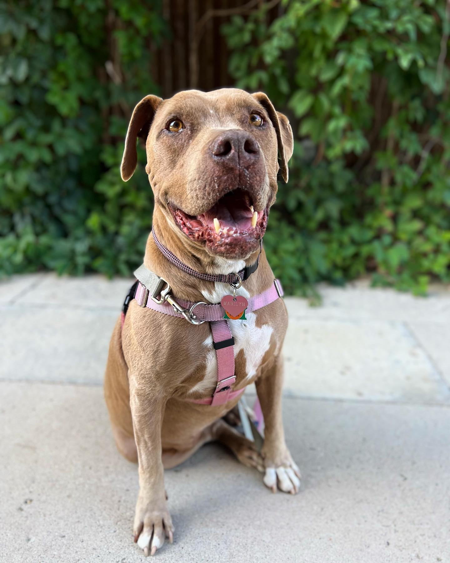 Pitty smiles make my heart melt... - Happy Wags Pet Services | Facebook