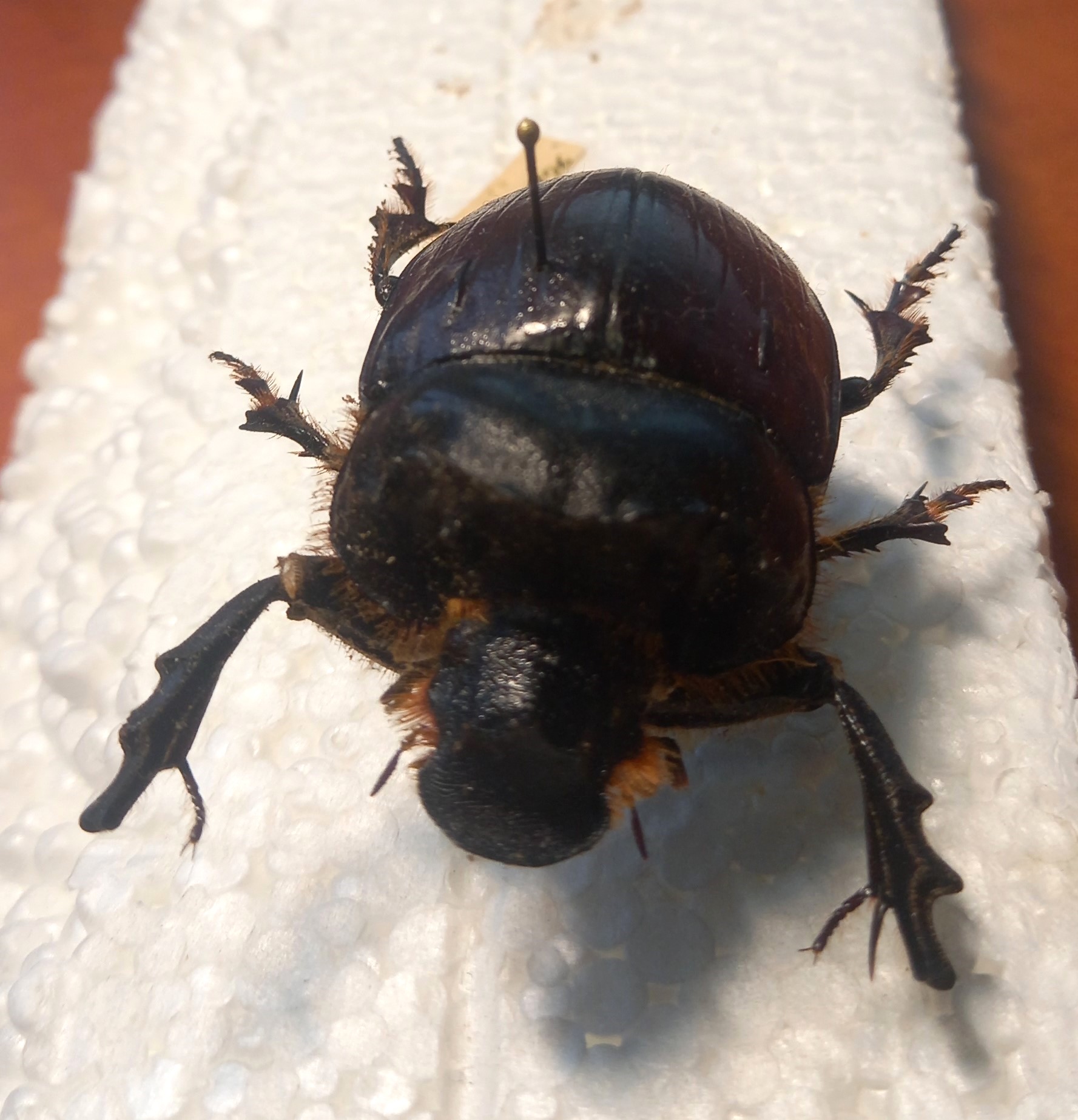 What is this 50mm Heliocopris beetle species from Central Africa?