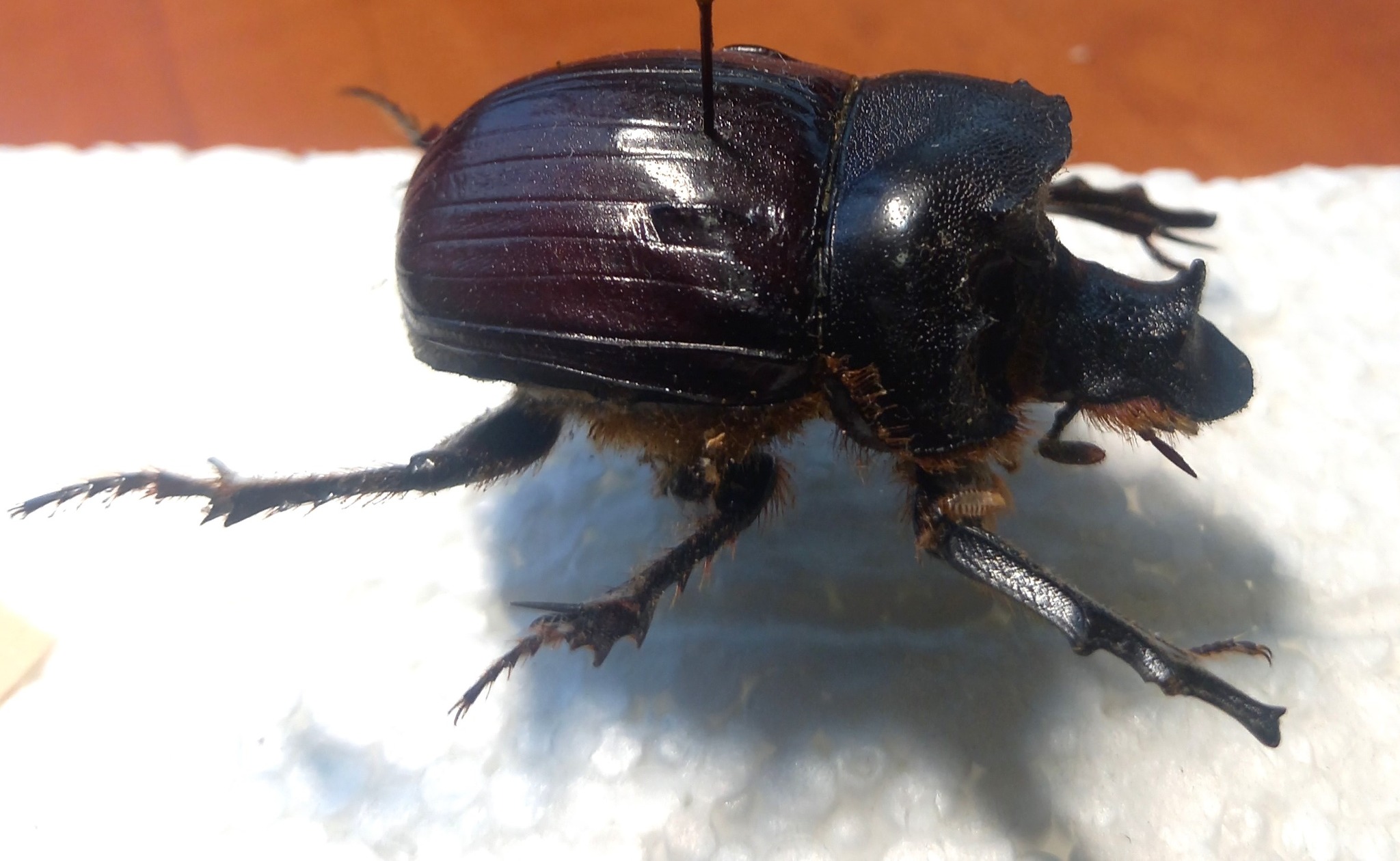 What is this 50mm Heliocopris beetle species from Central Africa?