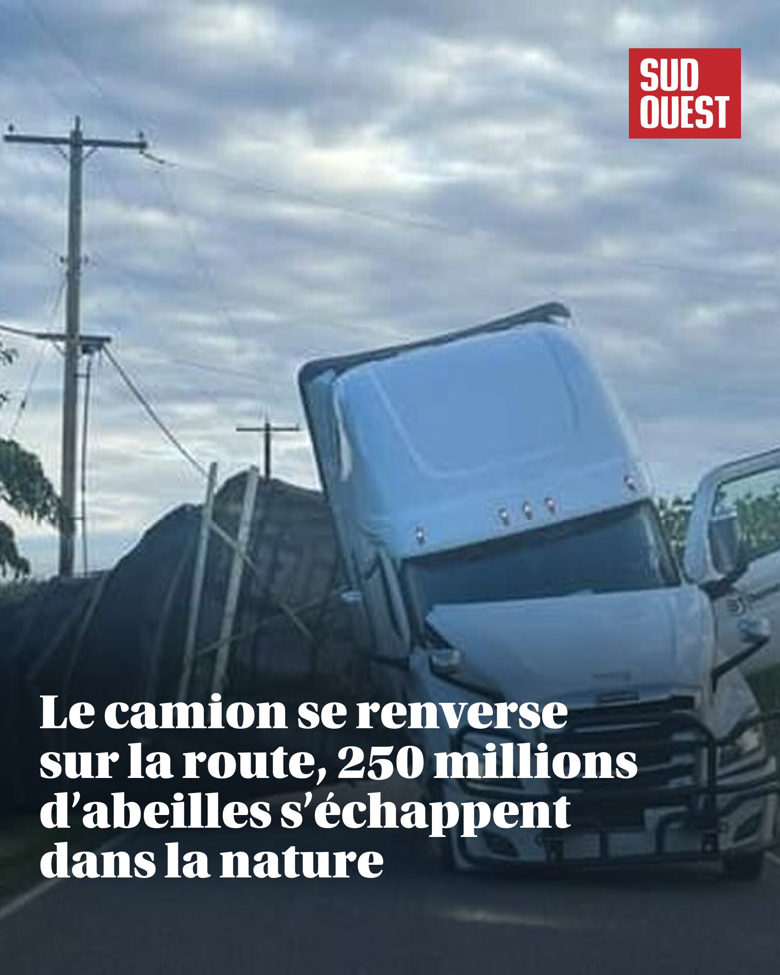 250 Réponses Sur Les Abeilles - Guide Pratique Pour Apiculteurs Débutants