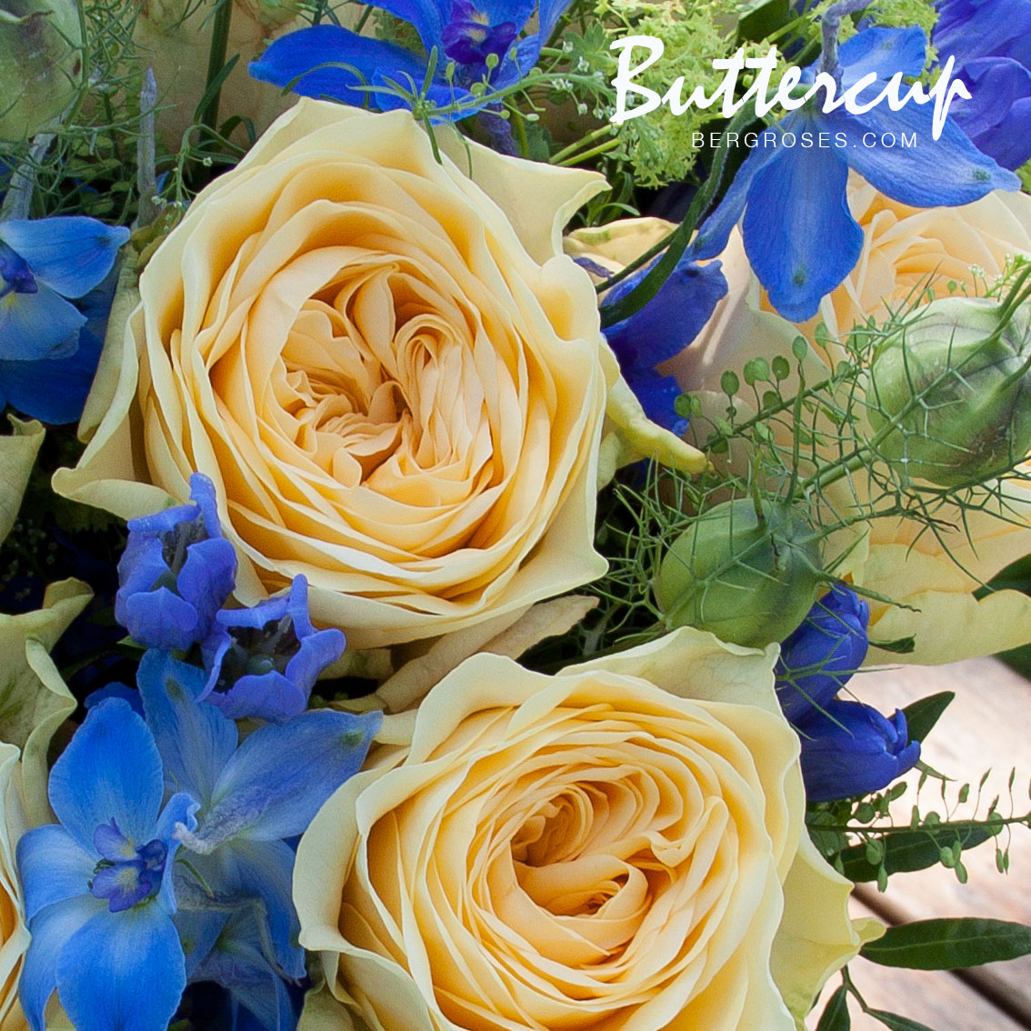 Allure by Berg RoseS