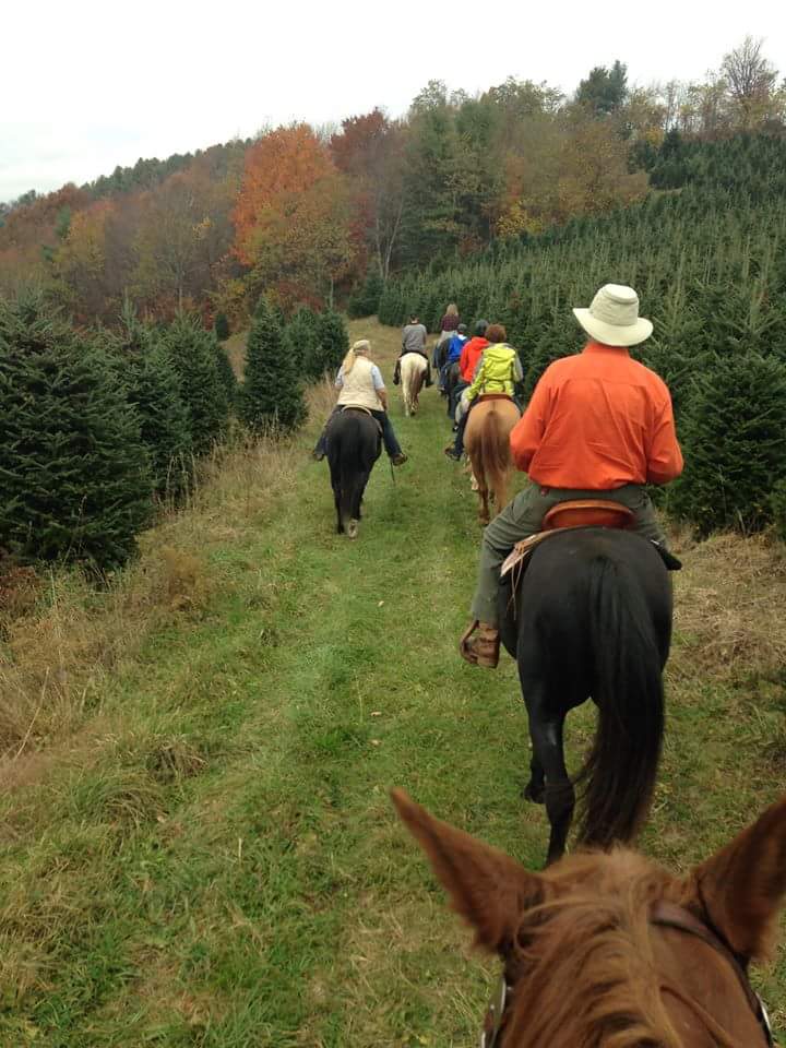 Elk Mountain Christmas Tree Farm | Newland NC