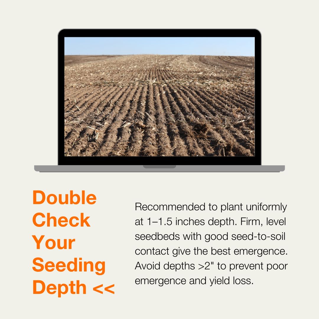 KWS - Proper seeding depth is an important step in the planting process ...