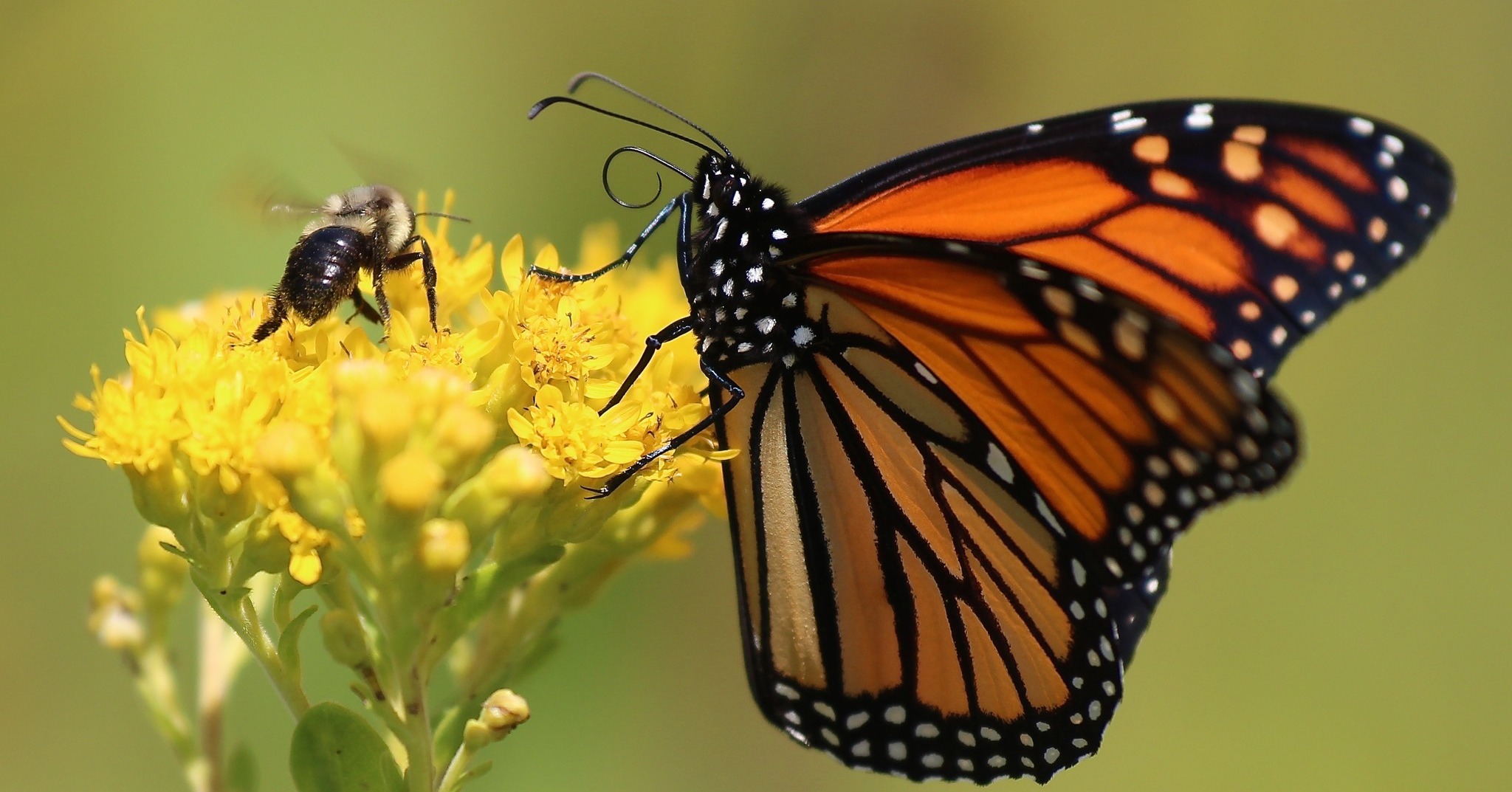 Monarch Watch - Happy Pollinator Week! 🦋🐝 Bees buzz,... | Facebook