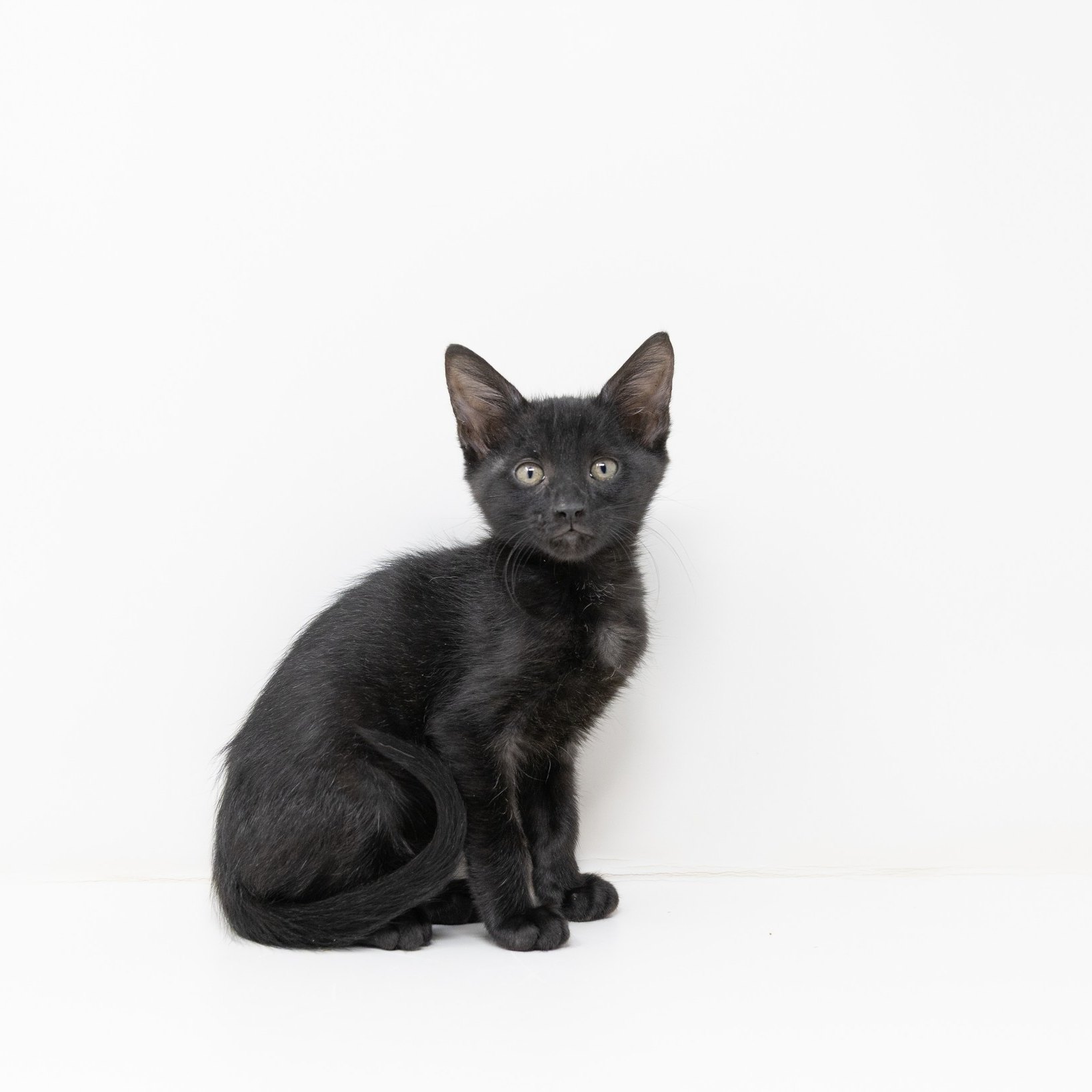 Picture of HAPPY NATIONAL BLACK CAT DAY FROM RUMI! Rumi is a gentle natured little ...