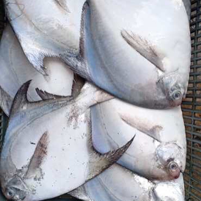 白昌 大 3-4只 1kg 中大4-6只 1kg 中 6-8只 1kg... - Fresh Fish Market 99 | Facebook