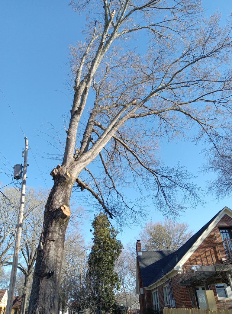 Monkey TREE Service