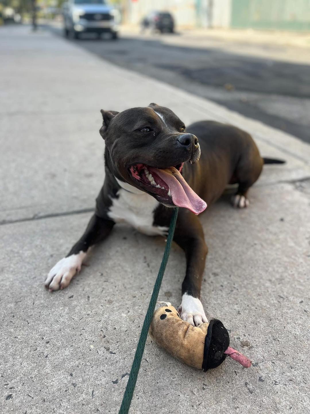 Randy is breaking our... - Associated Humane Societies Newark | Facebook